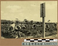 台灣日俘營中之自治農園藏品圖，第2張